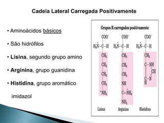 Cadeia Lateral Carregada Positivamente


• Aminoácidos básicos

• São hidrófilos

• Lisina, segundo grupo amino

• Arginina, grupo guanidina

• Histidina, grupo aromático

 imidazol
 