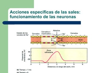 Acciones específicas de las sales: funcionamiento de las neuronas 