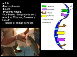 A.R.N.
-Monocatenario.
-Lineal
-Presenta ribosa.
-Sus bases nitrogenadas son:
Adenina, Citocina, Guanina y
Uracilo.
-Traduce el código genético