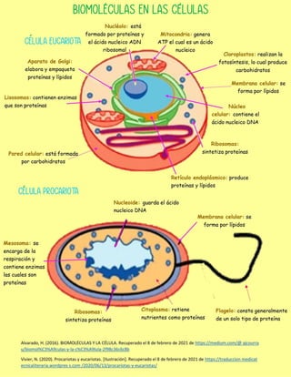 Biomoléculas de la célula