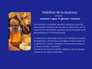 Hidrólisis de la sacarosa:   sacarosa + agua    glucosa + fructosa  Los animales no pueden absorber sacarosa como tal, pero pueden disponer de ella para su absorción, por la intervención del enzima sacarasa que la convierte en D-glucopiranosa y D-fructofuranosa. La sacarosa es dextrógira, pero si se hidroliza, la mezcla de D-glucosa y D-fructosa es levógira. A esta mezcla se le denomina " azúcar invertido " y al enzima sacarasa se le llama también " invertasa ".  La miel es un azúcar invertido, debido a que las abejas poseen en su saliva invertasas.   sacarasa   