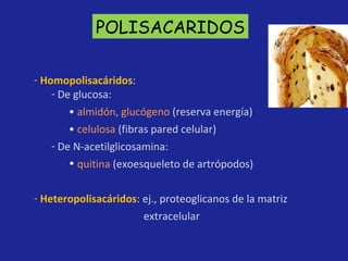 POLISACARIDOS Homopolisacáridos : De glucosa: •  almidón, glucógeno  (reserva energía) •  celulosa  (fibras pared celular) De N-acetilglicosamina:  quitina  (exoesqueleto de artrópodos) Heteropolisacáridos : ej., proteoglicanos de la matriz   extracelular 