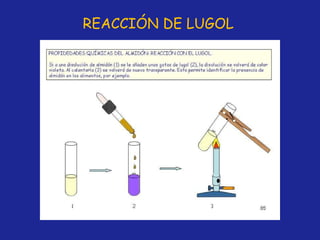 REACCIÓN DE LUGOL 