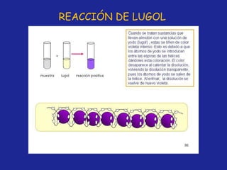 REACCIÓN DE LUGOL 