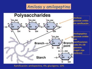  Amilosa y amilopeptina Ramificación: amilopectina, 4%; glucógeno, 10% Amilosa: glucosas unidas sin ramificación Amilopeptina: glucosas unidas con ramificaciones cada 24 a 30  glucosas. (Lugol: rojo violáceo) 