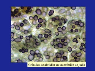 Gránulos de almidón en un embrión de judía 