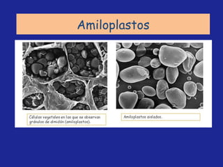 Amiloplastos 