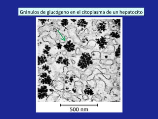 Gránulos de glucógeno en el citoplasma de un hepatocito 