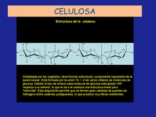 CELULOSA 