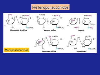 Heteropolisacáridos Mucopolisacáridos 