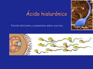 Ácido hialurónico Función lubricante y cementante sobre ovocitos. 