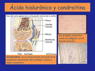 Ácido hialurónico y condroitina En el tejido conjuntivo unido al colágeno, en el líquido sinovial… Condroitina :  es el componente principal de la sustancia intercelular del cartílago, hueso y tejido conjuntivo. 