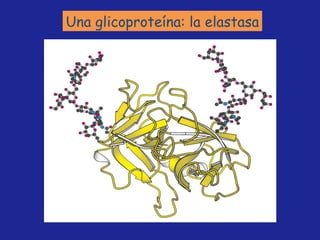 Una glicoproteína: la elastasa 
