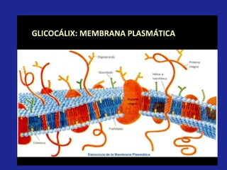 GLICOCÁLIX: MEMBRANA PLASMÁTICA 