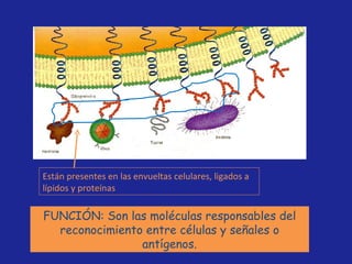 FUNCIÓN: Son las moléculas responsables del reconocimiento entre células y señales o antígenos. Están presentes en las envueltas celulares, ligados a lípidos y proteínas  