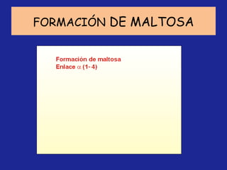 FORMACIÓN  DE MALTOSA 