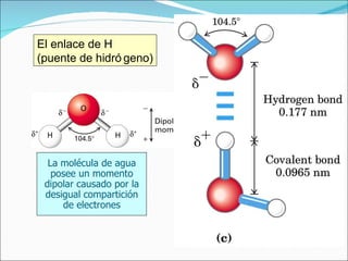 La molécula de agua posee un momento dipolar causado por la desigual compartición de electrones El enlace de H (puente de hidrógeno) 