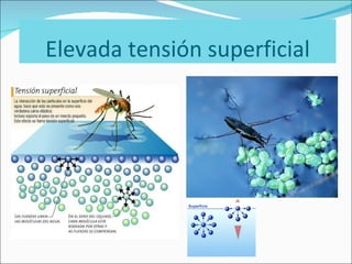 Elevada tensión superficial 