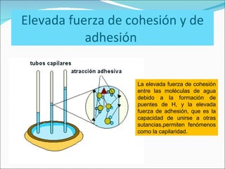 Elevada fuerza de cohesión y de adhesión  La elevada fuerza de cohesión entre las moléculas de agua debido a la formación de puentes de H, y la elevada fuerza de adhesión, que es la capacidad de unirse a otras sutancias,permiten fenómenos como la capilaridad. 