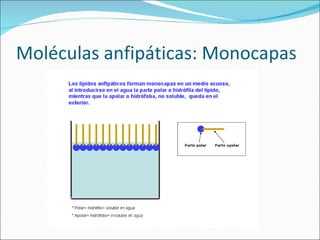 Moléculas anfipáticas: Monocapas 