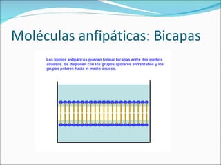 Moléculas anfipáticas: Bicapas 