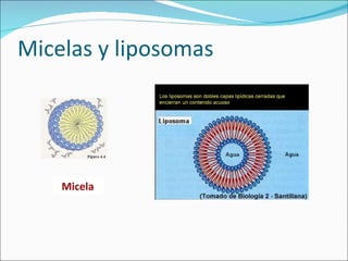 Micelas y liposomas Micela 