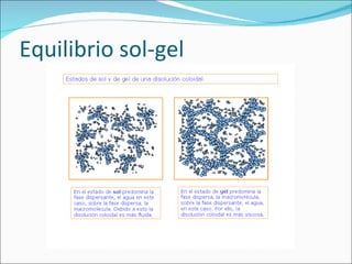 Equilibrio sol-gel 