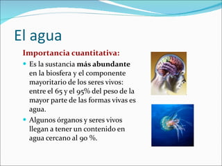El agua Importancia cuantitativa: Es la sustancia  más abundante  en la biosfera   y   el componente mayoritario de los seres vivos: entre el 65 y el 95% del peso de la mayor parte de las formas vivas es agua.  Algunos órganos y seres vivos llegan a tener un contenido en agua cercano al 90  %. 