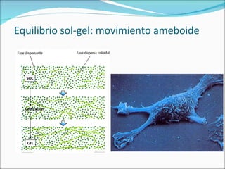 Equilibrio sol-gel: movimiento ameboide 