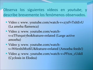 Observa los siguientes vídeos en  youtube , y describe brevemente los fenómenos observados. Vídeo 1: www. youtube.com/watch-v=27zFvTxhEvU  (La ameba flamenca) Vídeo 2: www. youtube.com/watch-v=zTFsn9xt7b0&feature=related (Large active amoeba) Vídeo 3: www. youtube.com/watch-v=W6rnhiMxtKU&feature=related (Amoeba feeds!) Vídeo 4: www. youtube.com/watch-v=PFtzs_cUddI (Cyclosis in Elodea) 