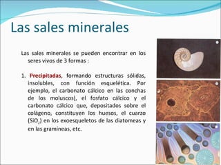 Las sales minerales Las sales minerales se pueden encontrar en los seres vivos de  3  formas  : 1.  Precipitadas , formando estructuras sólidas, insolubles, con función esquelética. Por ejemplo, el carbonato cálcico en las conchas de los moluscos), el fosfato cálcico y el carbonato cálcico que, depositados sobre el colágeno, constituyen los huesos, el cuarzo (SiO 2 ) en los exoesqueletos de las diatomeas y en las gramíneas, etc.  