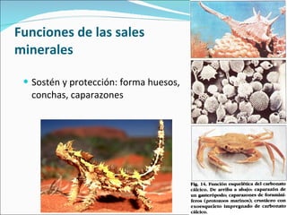 Funciones de las sales minerales Sostén y protección: forma huesos, conchas, caparazones El diablillo espinoso o Moloch horridus se alimenta de hormigas (de 600-3000 hormigas diarias) y “bebe” posándose en un charco y dejando que el agua ascienda por capilaridad por su superficie agrietada 