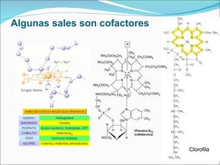 Algunas sales son cofactores Clorofila 