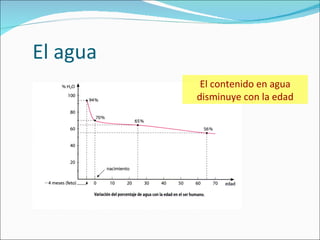 El agua El contenido en agua disminuye con la edad 