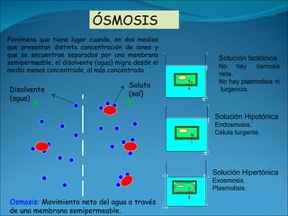 Fenómeno que tiene lugar cuando, en dos medios que presentan distinta concentración de iones y que se encuentran separados por una membrana semipermeable, el disolvente (agua) migra desde el medio menos concentrado,  al más concentrado ÓSMOSIS A B Osmosis:  Movimiento neto del agua a través de una membrana semipermeable. Disolvente (agua) Soluto (sal) Solución Hipertónica Exosmosis. Plasmolisis. Solución Hipotónica Endosmosis. Célula turgente. Solución Isotónica No hay ósmosis neta. No hay plasmolisis ni  turgencia. 