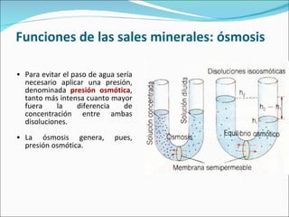 Funciones de las sales minerales: ósmosis Para evitar el paso de agua sería necesario aplicar una presión, denominada  presión osmótica , tanto más intensa cuanto mayor fuera la diferencia de concentración entre ambas disoluciones.  La ósmosis genera, pues, presión osmótica. 