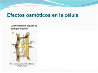 Efectos osmóticos en la célula La membrana celular es semipermeable 