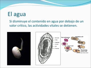 El agua Si disminuye el contenido en agua por debajo de un valor crítico, las actividades vitales se detienen. 