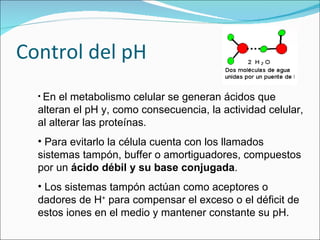 Control del pH En el metabolismo celular se generan ácidos que alteran el pH y, como consecuencia, la actividad celular, al alterar las proteínas. Para evitarlo la célula cuenta con los llamados sistemas tampón, buffer o amortiguadores, compuestos por un  ácido débil y su base conjugada . Los sistemas tampón actúan como aceptores o dadores de H +  para compensar el exceso o el déficit de estos iones en el medio y mantener constante su pH.  