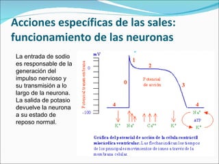 Acciones específicas de las sales: funcionamiento de las neuronas La entrada de sodio es responsable de la generación del impulso nervioso y su transmisión a lo largo de la neurona. La salida de potasio devuelve la neurona a su estado de reposo normal. 
