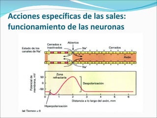 Acciones específicas de las sales: funcionamiento de las neuronas 