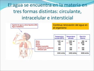 El agua se encuentra en la materia en tres formas distintas: circulante, intracelular e intersticial Continua renovación del agua en el organismo 