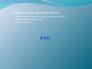 Imágenes de las siguientes fuentes: Diapositivas de Biología de J. L. Sánchez Guillén de 2º de Bto. Google imágenes y animaciones. Videos de youtube. 