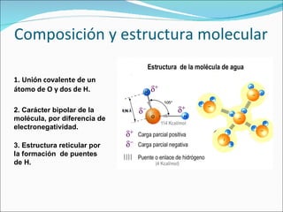 Composición y estructura molecular 1. Unión covalente de un átomo de O y dos de H. 2. Carácter bipolar de la molécula, por diferencia de electronegatividad. 3.   Estructura reticular por la formación  de puentes de H. 