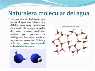 Naturaleza molecular del agua <ul><li>Los puentes de hidrógeno que forma el agua son enlaces muy débiles pero muy numeroso...