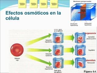 Efectos osmóticos en la célula turgescencia plasmólisis 