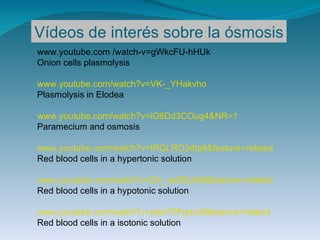 www.youtube.com /watch-v=gWkcFU-hHUk Onion cells plasmolysis  www.youtube.com/watch?v=VK-_YHakvho Plasmolysis in Elodea ww...