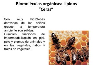 Biomoléculas orgánicas:
Proteínas
Cumplen un rol importante en la célula, pues son el
producto de la traducción de la info...