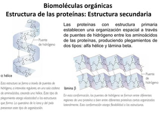 Biomoléculas orgánicas
Estructura de las proteínas: Estructura
terciaria
Diferentes interacciones entre los
grupos radical...