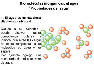 Biomoléculas inorgánicas: el agua
“Propiedades del agua”
1. El agua es un excelente
disolvente universal
Debido a su polar...